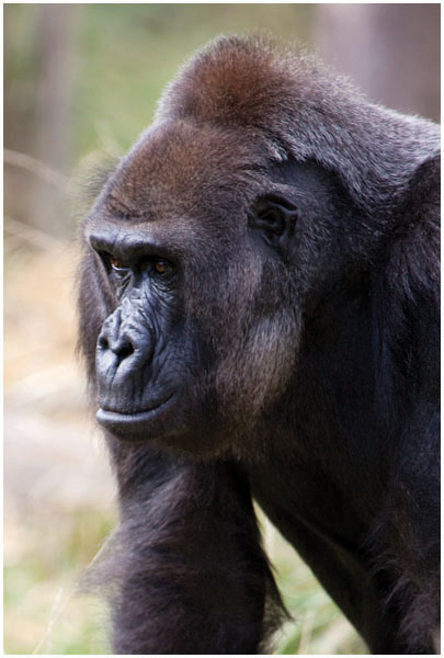 Here you can see a gorillas wide flat nose its large forehead and the - photo 8