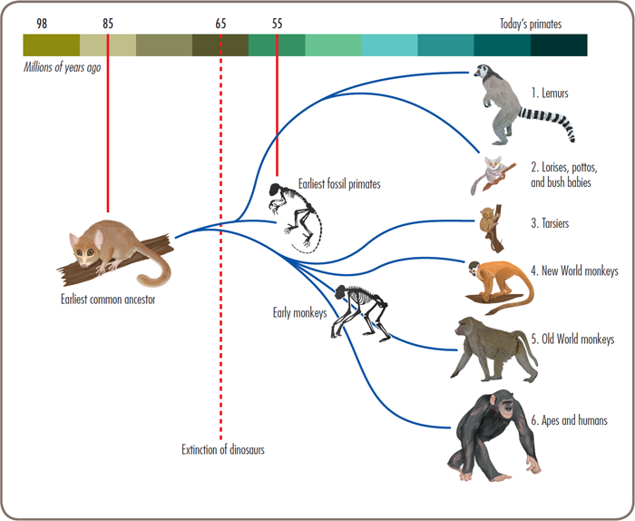 This diagram shows how primates have evolved into different groups Where Do - photo 9