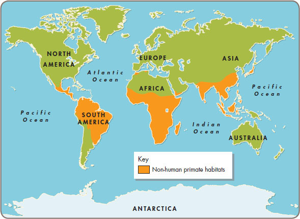 This map shows where in the world non-human primates live Like all mammals - photo 3