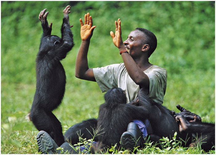 These bonobos are playing with their keeper at a sanctuary in the Democratic - photo 4