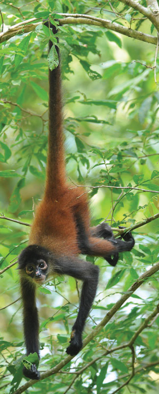 This spider monkey uses its muscular tail like a fifth hand It grabs fruits - photo 5