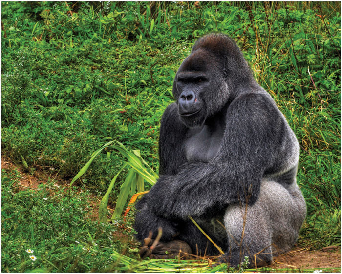 This silverback gorilla is foraging for food on the ground He has found a - photo 6