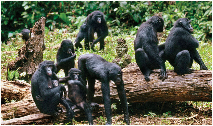 This is a family of bonobos including adults young and infants The unknown - photo 7