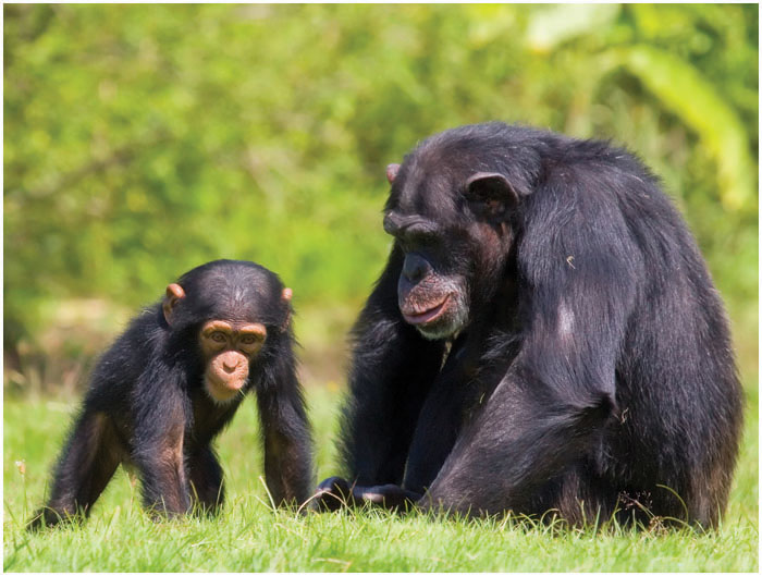 This mother and baby are chimpanzees Can you see how they look different from - photo 8