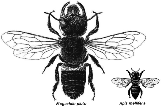 A LOT OF BUZZ The largest known bee is the Megachile pluto that was first - photo 10