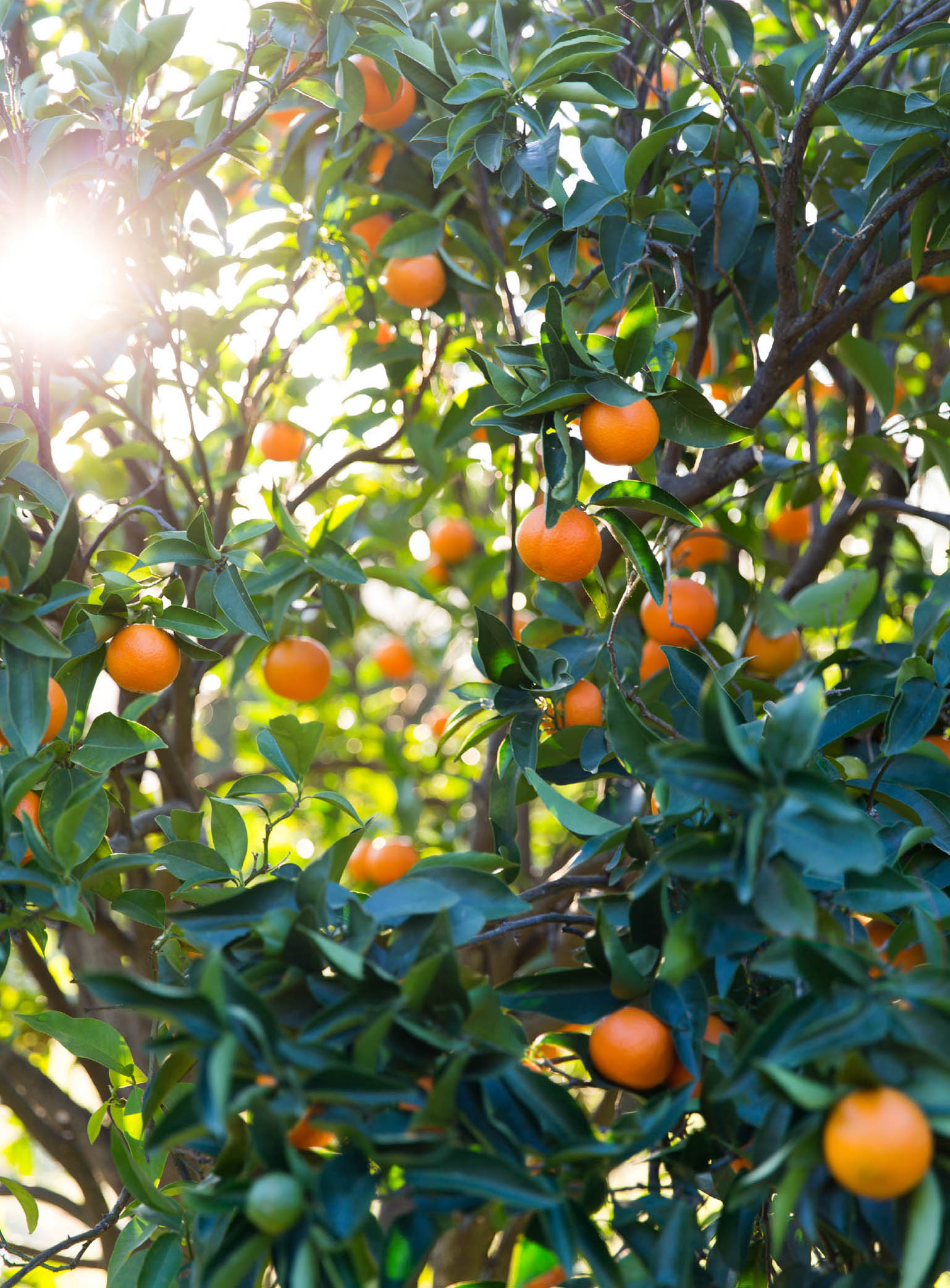 It Starts with Fruit Simple Techniques and Delicious Recipes for Jams Marmalades and Preserves - photo 8