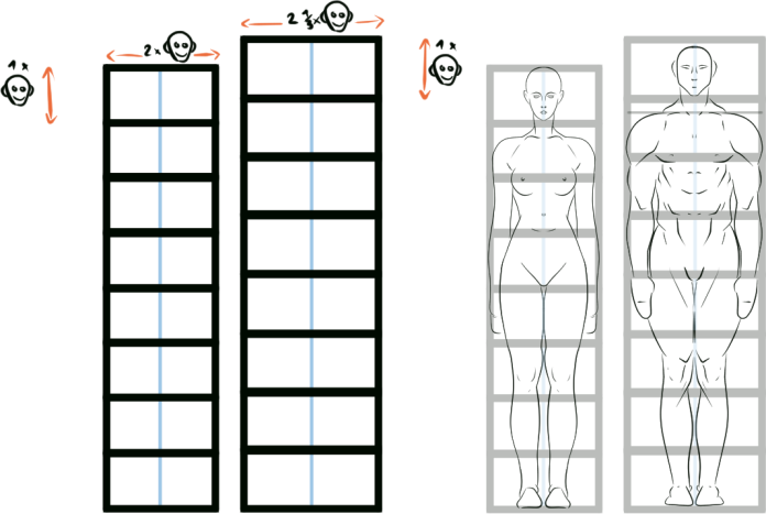 Measurements and proportions - photo 31