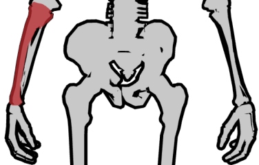 How to draw a character Method of drawing with the anatomy of the human body - photo 46