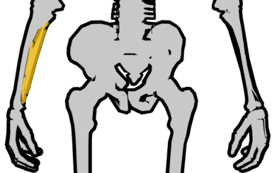 How to draw a character Method of drawing with the anatomy of the human body - photo 47