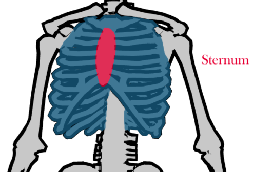 How to draw a character Method of drawing with the anatomy of the human body - photo 48