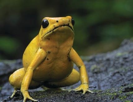 Golden poison frogs can usually live for up to ten years The Amazon River - photo 7