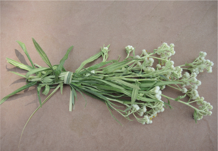 Anaphalis bundle for smudging Blake Burger The easiest method for drying herbs - photo 6