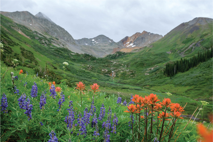 Subalpine wildflowers in Maroon BellsSnowmass Wilderness Colorado Michael - photo 1