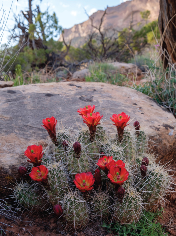 Echinocereus growing in pion-juniper woodland Michael Guidi Harvest from - photo 3