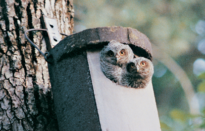 Two young Eastern Screech-Owls look out of their nesting box in the authors - photo 3