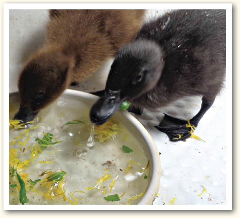 The first thing that became painfully obvious was that ducklings grow fast - photo 8