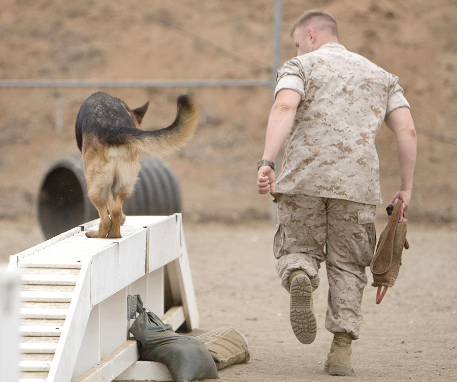 The Camp Pendleton military base in California has a facility for training dogs - photo 4