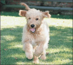 This adorable designer Doodle is bursting onto the scene The Goldendoodle - photo 4