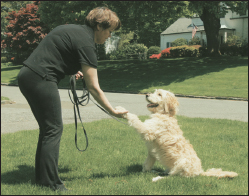 The Goldendoodle promises to add fun and love to your lifehell even shake on - photo 5