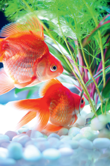 Ryukin goldfish in an aquarium produced from a mutation of the Japanese wakin - photo 4