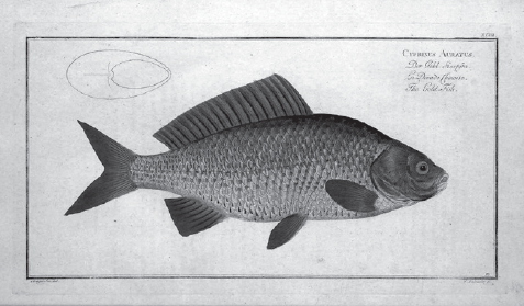 Illustration of the goldfish named Cyprinus auratus by Carl Linnaeus now known - photo 5