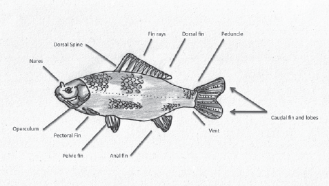 Anna Marie Roos Goldfish Morphology watercolour pencil and ink on paper Do - photo 6