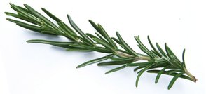 ROSEMARY is a widely-used herb that is especially useful in relieving arthritic - photo 5