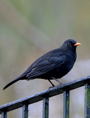 T he name blackbird has been in use since at least medieval times but our - photo 3