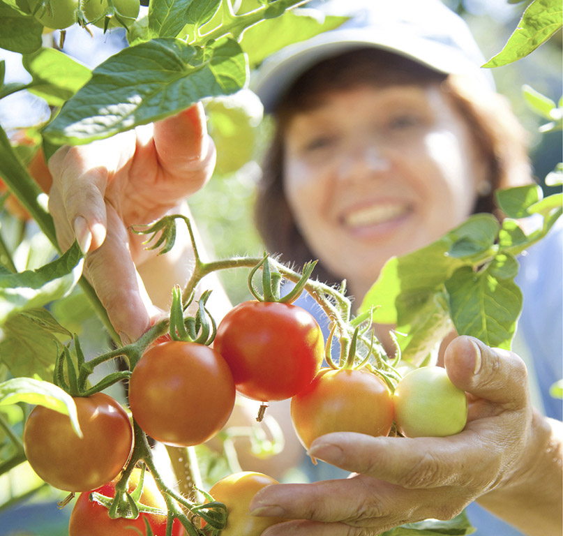 Few things are more rewarding than harvesting homegrown vegetables from ones - photo 1