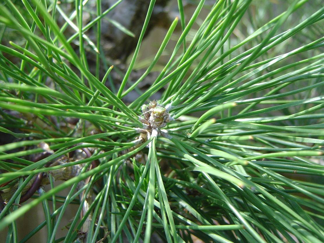 Summer Candle-Cutting Candle-cutting complete New buds will form at the base - photo 15