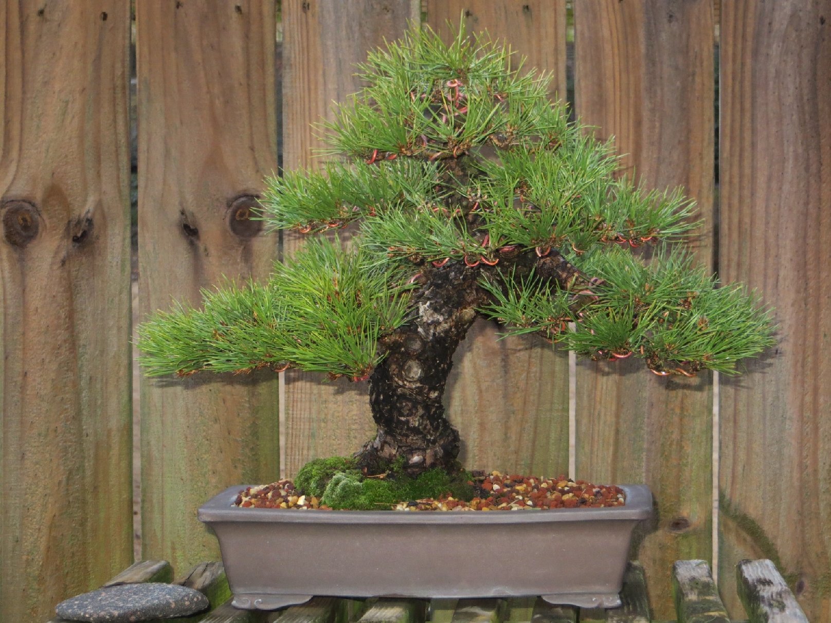 Introduction I began photographing my work on this black pine in 2007 to - photo 4