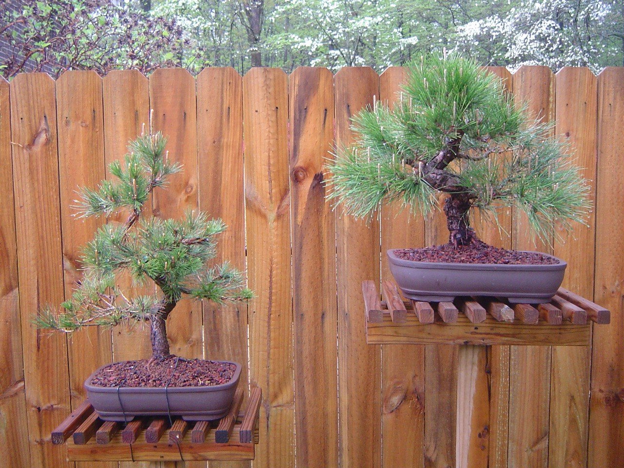 2008 Candles elongating after first transplanting into a bonsai pot April - photo 9