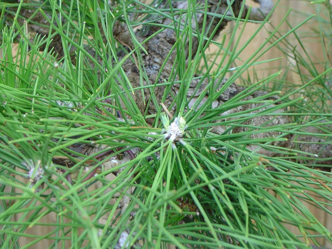 Summer Candle-Cutting 30 days later 716 New buds are becoming candles - photo 18