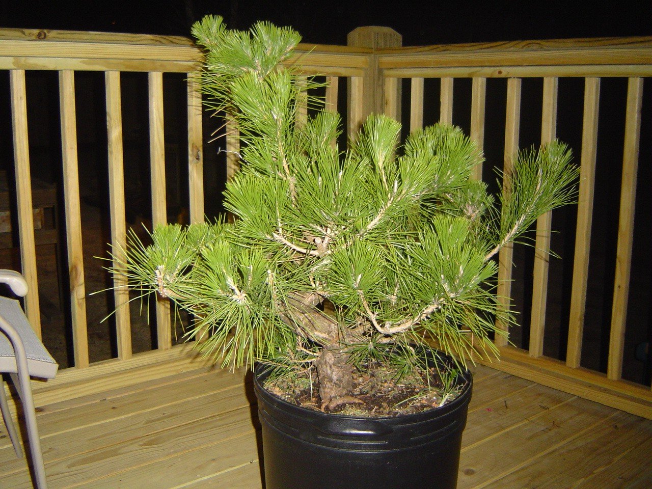 2007 Japanese Black Pine as purchased in March 07 Height 30 Main - photo 5