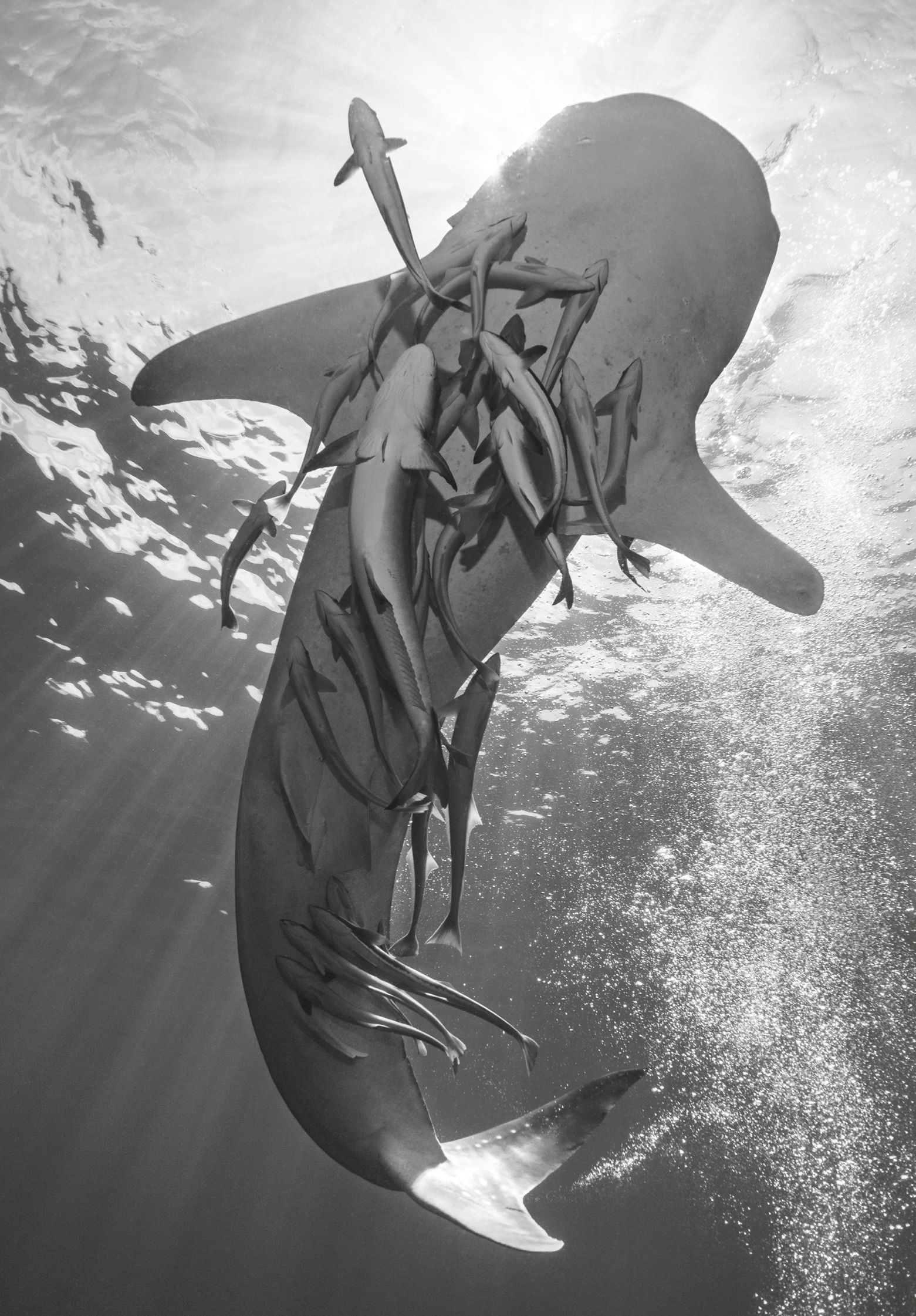 Smaller fish often crowd around whale sharks on their long journeys World - photo 8