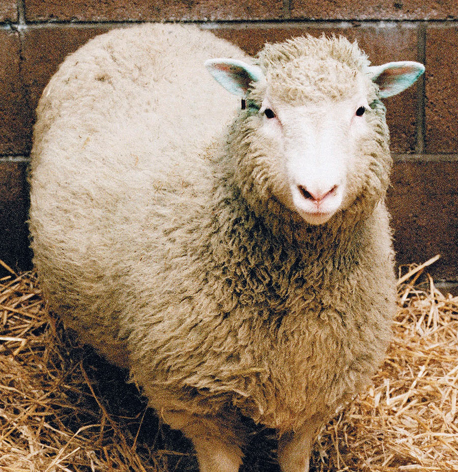 Dolly the sheep who lived from 1996 to 2003 was the first mammal produced - photo 4