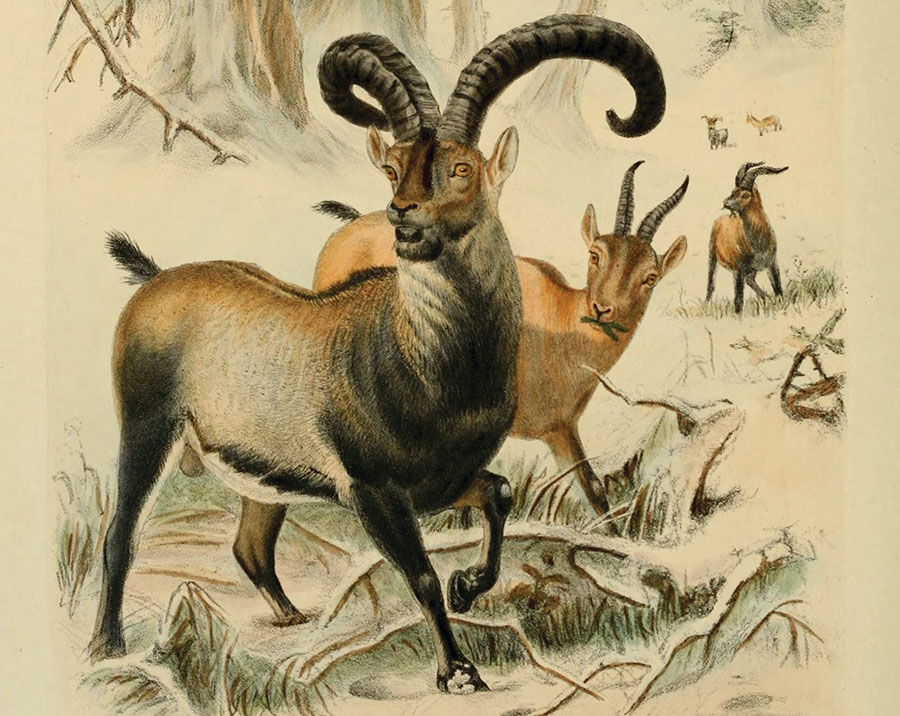 This illustration of a bucardoa type of wild goatappeared in an 1898 book - photo 3