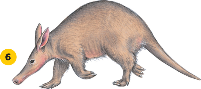 Low Risk There are many aardvarks in the world today so this animal is at low - photo 13