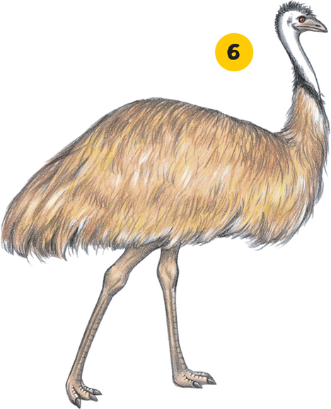 FUN FACT Some say the emus name comes from Arabic or Aboriginal words for - photo 19