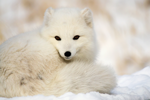 The arctic foxs fur has a soft thick underlayer that holds warm air near the - photo 4