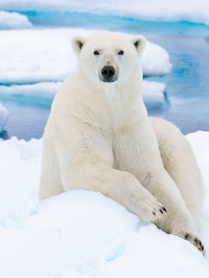 Sure polar bears have warm fur coats But what really helps keep them going is - photo 2