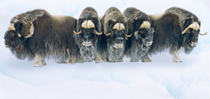 Musk oxen have long dark hair that hangs down almost to the ground Each hair - photo 6