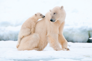 Thick fur helps keep polar bears warm Snow bunting Beluga whales surface - photo 14