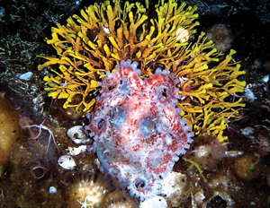 This octopus lives in the cold deep waters around Antarctica Humpback - photo 20