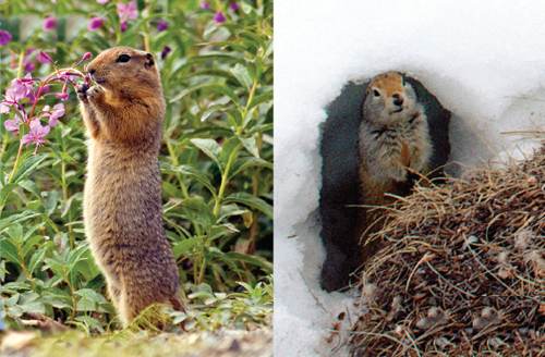 The arctic ground squirrel is the only Arctic animal that hibernatesit feasts - photo 11