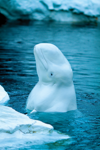 Beluga whales surface to breathe and take a look around Seals search for - photo 16