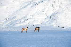 Plant-eating mammals like the reindeer eat greens for every meal The tundra is - photo 10