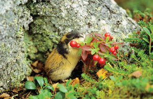 Lemmings snack on grasses sedges moss and berries But they have to be - photo 9