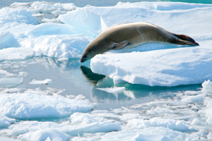 Seals search for small fish from ice floes Antarctic Circle The South Pole has - photo 17