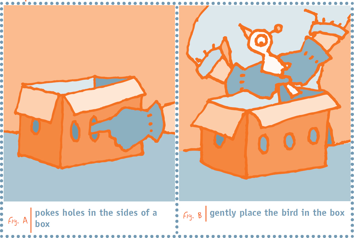 5 GENTLY PLACE THE BIRD IN THE PREPARED BAG OR BOX 6 KEEP THE BIRD - photo 6